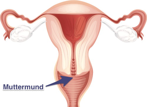 Gebärmutter, Eierstöcke und Muttermund